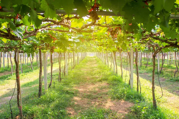 Uvas frescas no jardim — Fotografia de Stock