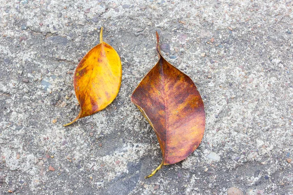 Folhas secas no chão de cimento — Fotografia de Stock