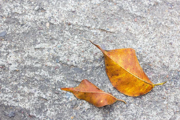 Folhas secas no chão de cimento — Fotografia de Stock