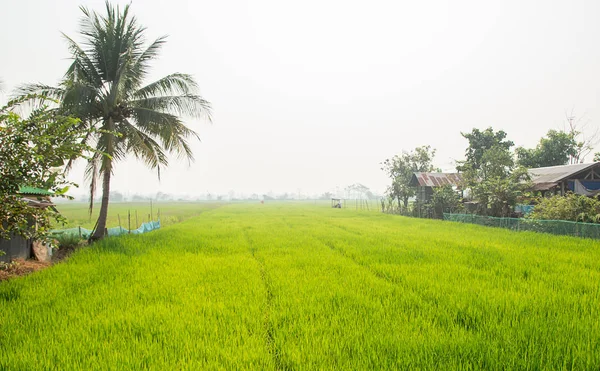 Reisfeld ernten — Stockfoto