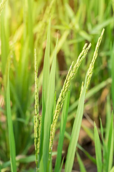 Zöld hántolatlan rizs közelsége. — Stock Fotó
