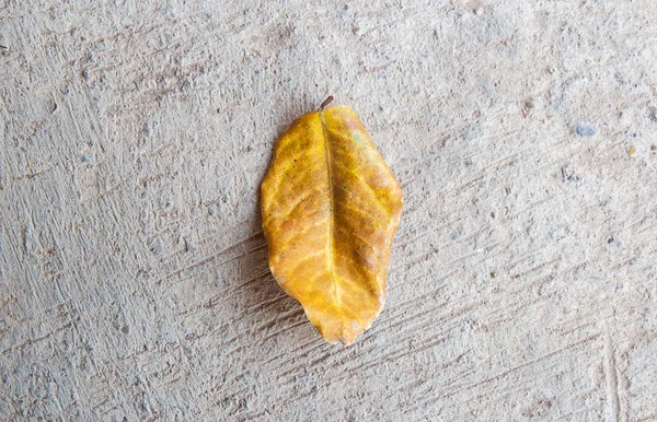 Folhas secas no chão de cimento — Fotografia de Stock