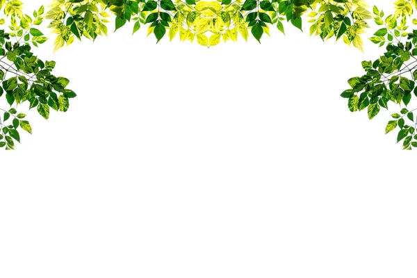 Зелене листя рамки ізольовані на білому фоні — стокове фото