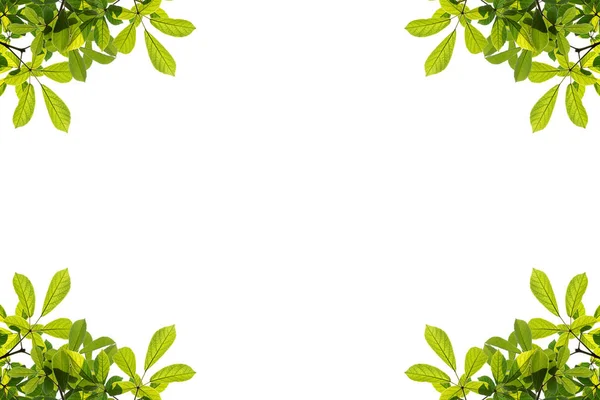 Зелене листя рамки ізольовані на білому фоні — стокове фото