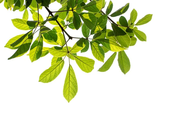 Groene bladeren geïsoleerd op witte achtergrond — Stockfoto