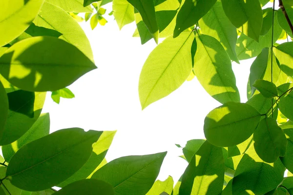 흰색 바탕에 태양 녹색 잎 — 스톡 사진