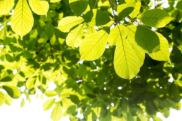 Hojas verdes en los fondos de bokeh verde —  Fotos de Stock