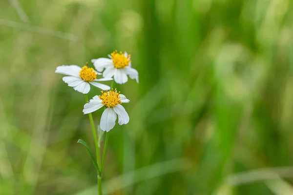 白色雏菊花自然背景 — 图库照片