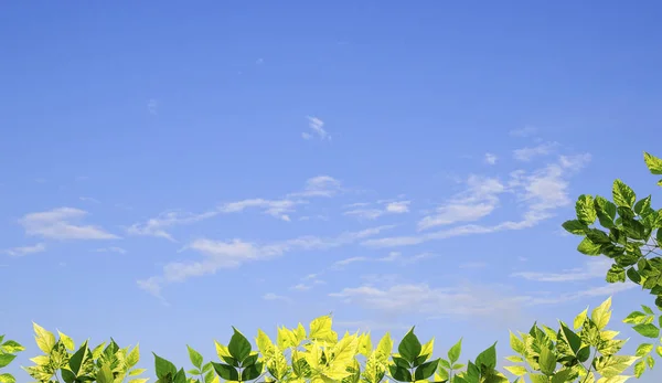 Foglie verdi con sfondo cielo blu sfocato — Foto Stock
