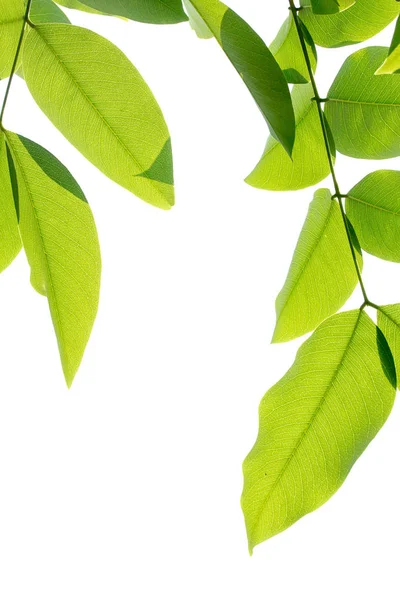 Groene bladeren frame geïsoleerd op witte achtergrond. — Stockfoto