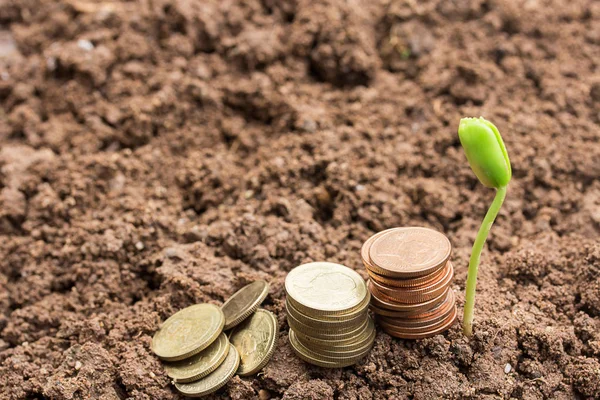 Planta plántulas y moneda en el suelo con espacio de copia para su uso . —  Fotos de Stock