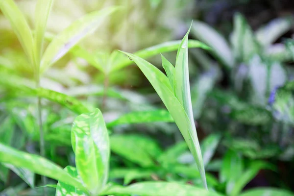 녹색 잎 텍스처 배경의 매크로를 클로즈업. — 스톡 사진