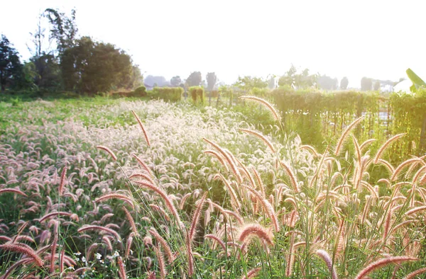 Цветок травы на фоне заката — стоковое фото