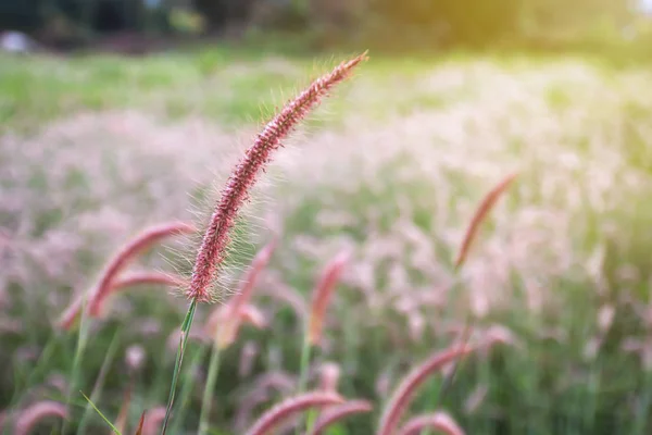 Flor de hierba sobre el fondo del atardecer —  Fotos de Stock