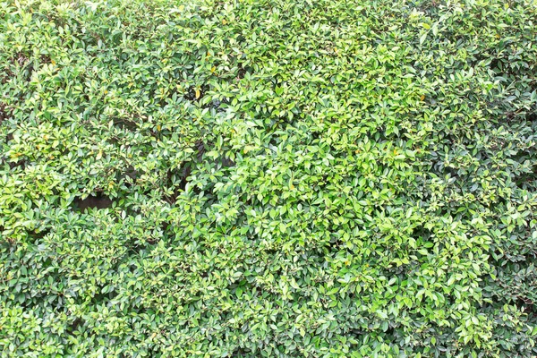 Folhas verdes textura da parede no outono — Fotografia de Stock