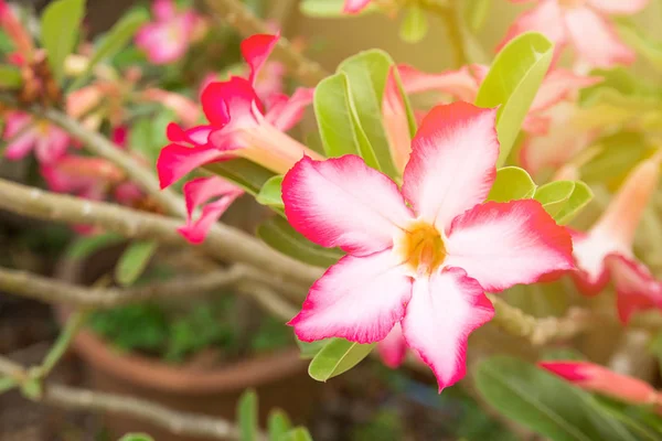 Impala Lily or Desert Rose or Mock Azalea, beautiful pink flower — Stock Photo, Image
