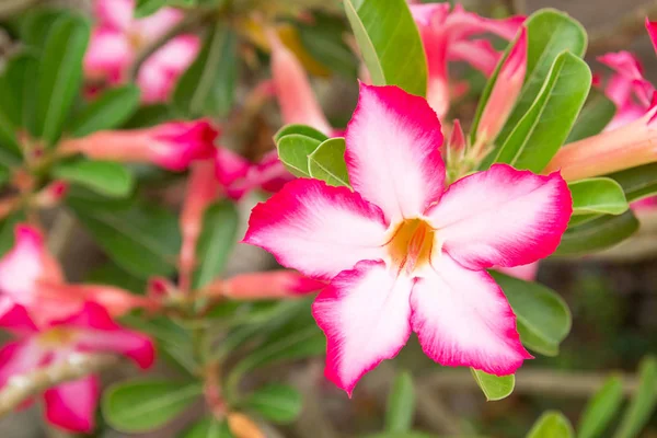 インパラ ユリまたはデザート ローズや模擬ツツジ、美しいピンクの花 — ストック写真