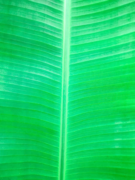 Textura fundo de luz de fundo verde fresco Folha. — Fotografia de Stock