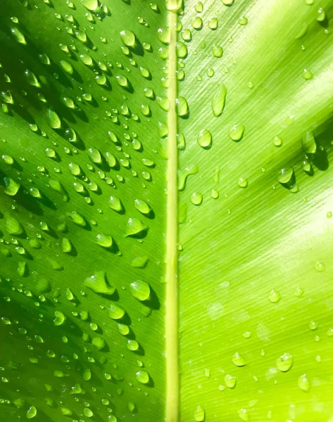 Зеленый лист с каплями воды — стоковое фото