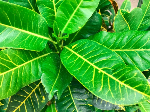 Fondo de hoja de flor verde . —  Fotos de Stock