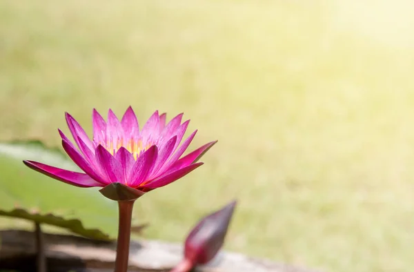 Pink lotus flower in pond — Stock Photo, Image