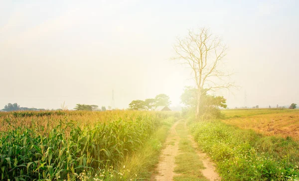 Camino en el campo tiene un hermoso campo de arroz verde a lo largo de t —  Fotos de Stock