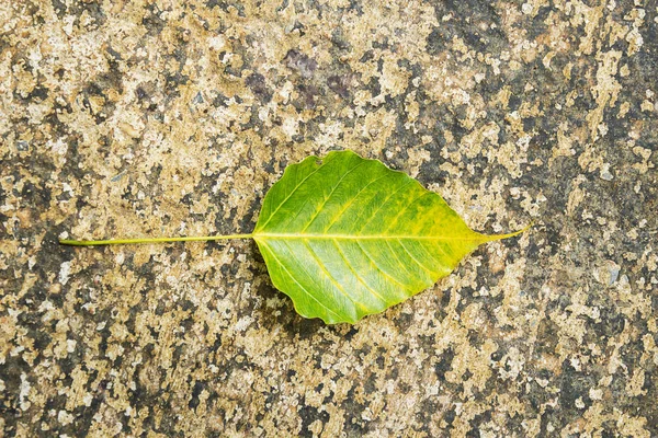 Εσωτερικη κίτρινα φύλλα για σκυρόδεμα — Φωτογραφία Αρχείου