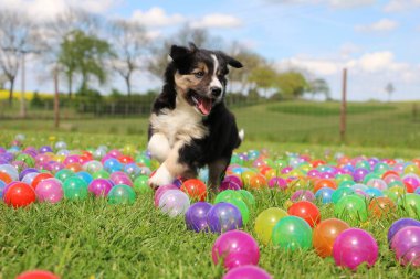 kenar kömür ocağı köpek yavrusu var eğlenceli renkli topları ile bahçede