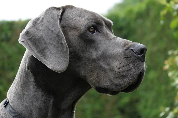 Blauwe Duitse Dog Portret Tuin — Stockfoto