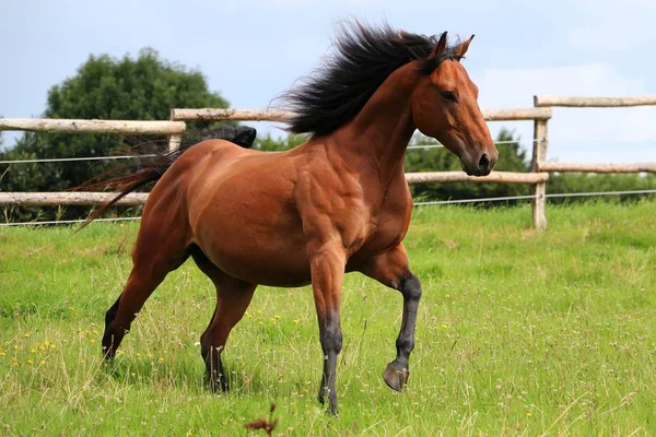 Cavallo Bruno Che Corre Sul Paddock — Foto Stock