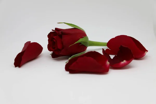 Rosa Vermelha Com Folhas Está Deitado Estúdio — Fotografia de Stock