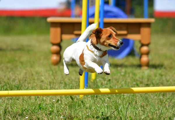 Rack Russell Terrier Jest Dokonywanie Zwinność Parku — Zdjęcie stockowe