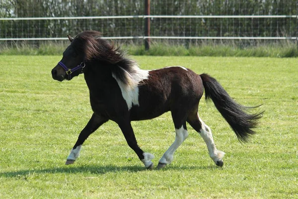 Bonito Shetland Pônei Está Correndo Paddock — Fotografia de Stock