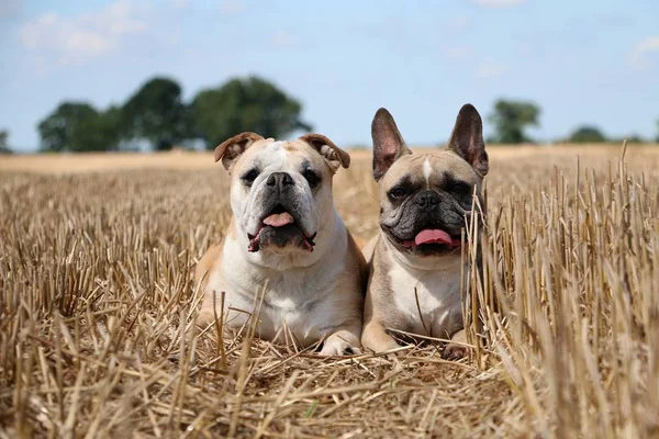 Två Bulldoggar Ljuger Stubb Fältet — Stockfoto