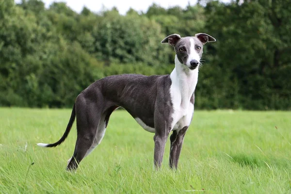 Hermoso Whippet Está Pie Parque — Foto de Stock