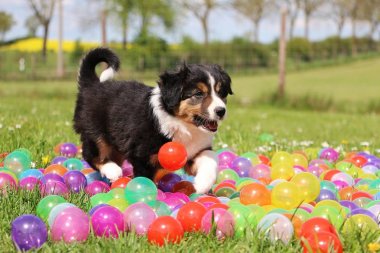 kenar kömür ocağı köpek yavrusu var eğlenceli renkli topları ile bahçede