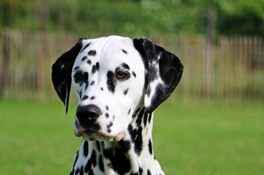 Dalmaçyalı köpek portre bahçede