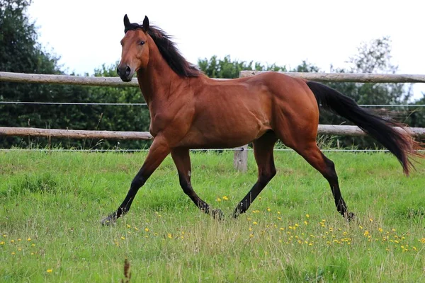 Cavalo Marrom Está Andando Piquete — Fotografia de Stock