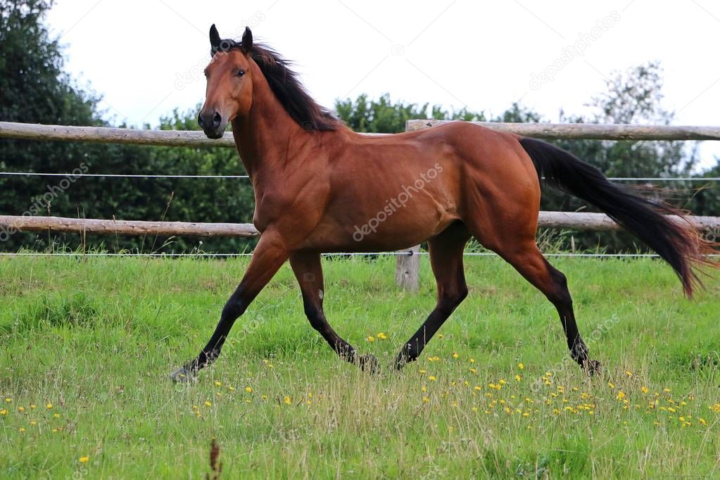 brown horse is walking on a paddock