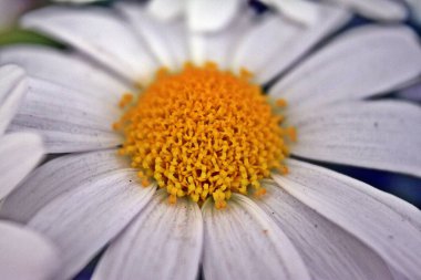 Daisy yakın çekim bahçede