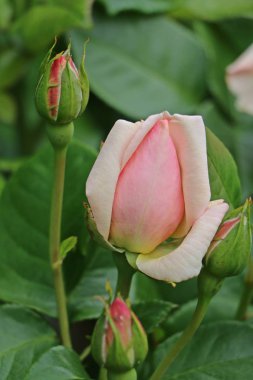 Bahçedeki pembe gül