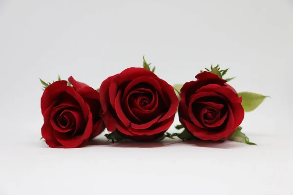 Stúdióban Egy Sorban Fekvő Három Vörös Rózsa — Stock Fotó