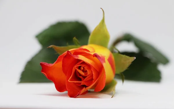 Zweifarbige Rose Liegt Atelier — Stockfoto