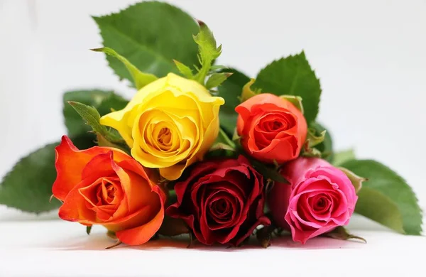 Rosas Coloridas Estão Deitadas Estúdio — Fotografia de Stock