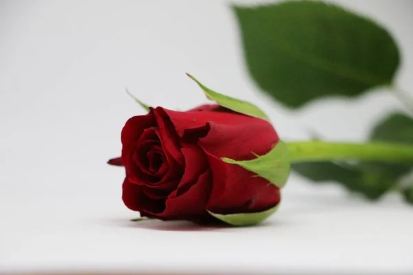 Rote Rose Liegt Atelier — Stockfoto
