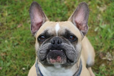 Fransız buldozer bahçede oturan