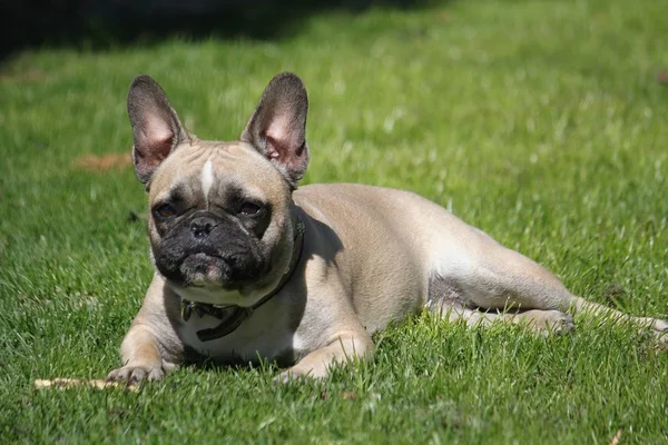 Francia Bulldog Hazudik Kertben — Stock Fotó