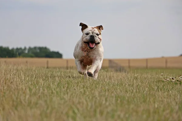 Bulldog Inglés Está Corriendo Jardín — Foto de Stock