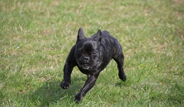 Bulldog Francese Sta Correndo Giardino — Foto Stock