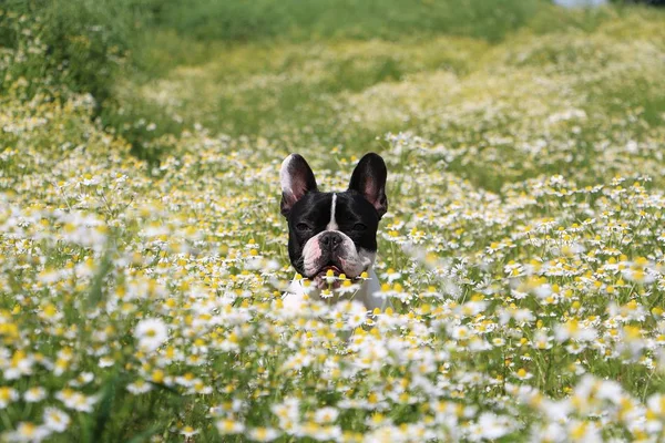 Bulldog Francês Está Sentado Campo Camomila — Fotografia de Stock